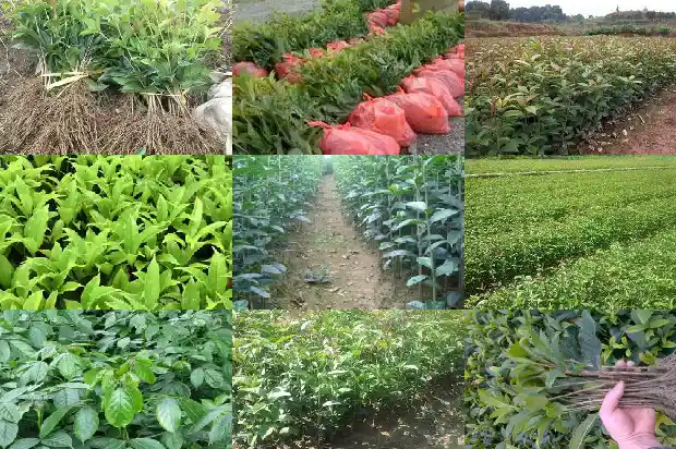 新鲜桂花果如何食用方法1681956910100