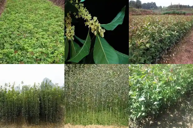 新鲜桂花果如何食用方法1681956910147