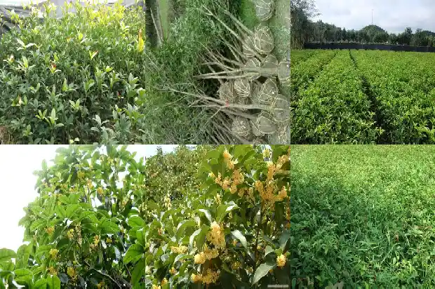 新鲜桂花果如何食用方法1681956910194