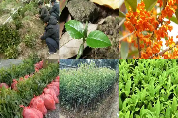 新鲜桂花果如何食用方法1681956910241