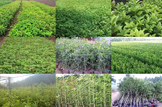 桂花果怎么晒干1681956958027