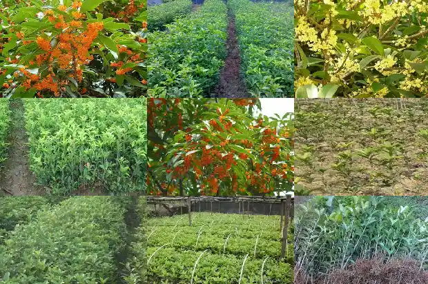 桂花果怎么晒干1681956958075