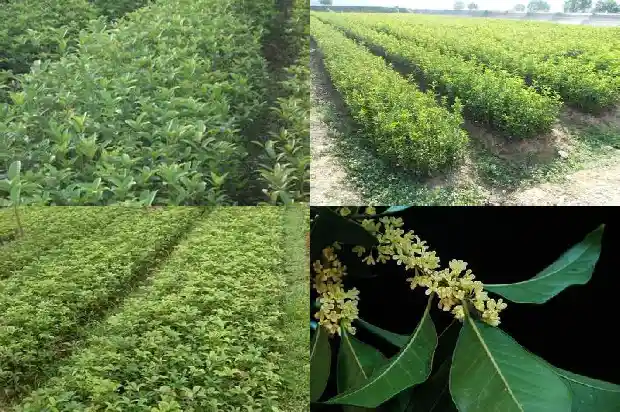 桂花树结的果子可以泡酒吗有毒吗1681957010443
