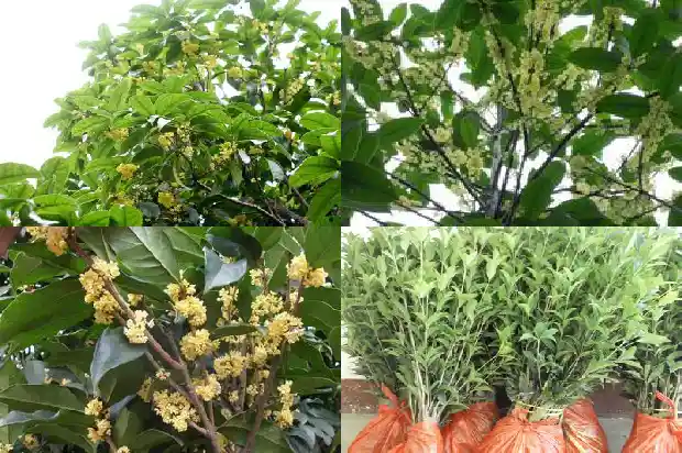 桂花树最高可达多少米1690331597004