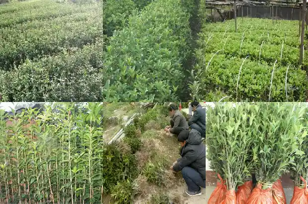 桂花树的果子能泡酒吗1681957062154