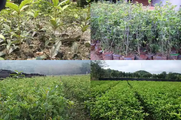 桂花乌龙茶有什么效果1689467367926