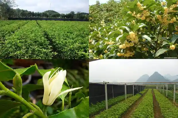 桂花的长相和颜色和形状1688608865546