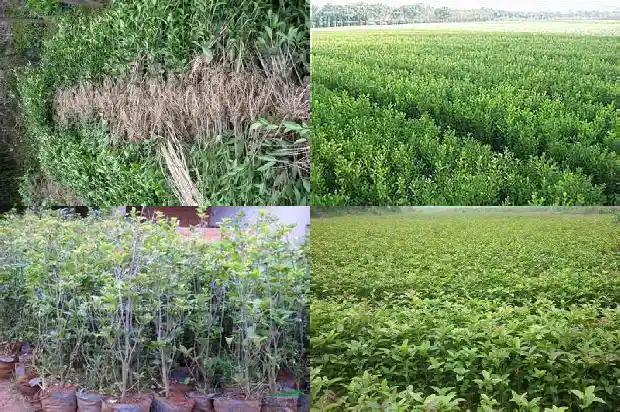 咸宁桂花树售卖店1690331521077