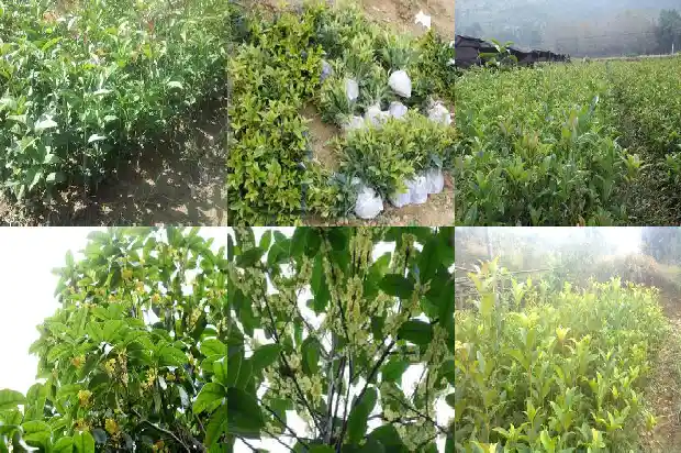 什么样的桂花树结果1681957162026