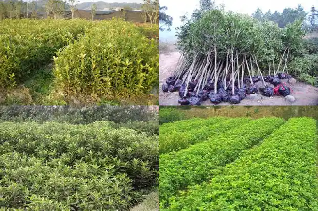 什么样的桂花树结果1681957162122