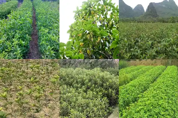 桂花树为什么有的会结果有的不结果1681957252423