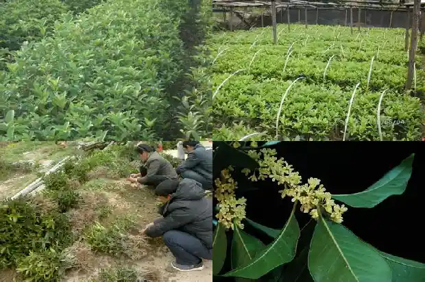 桂花树都会结果实吗1681957329984