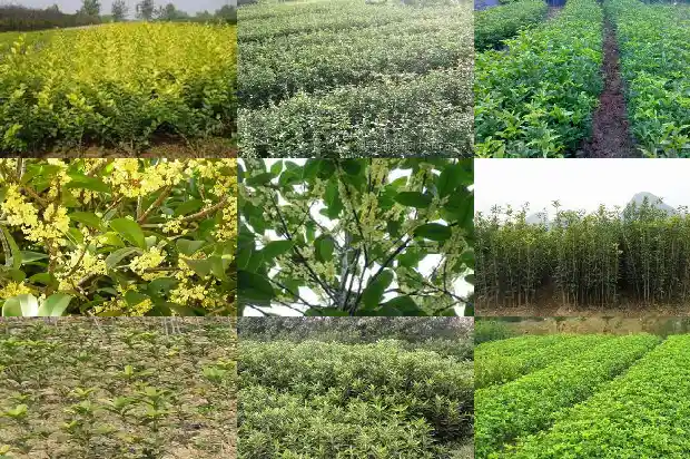 桂花树会不会结果子呢1681957363229