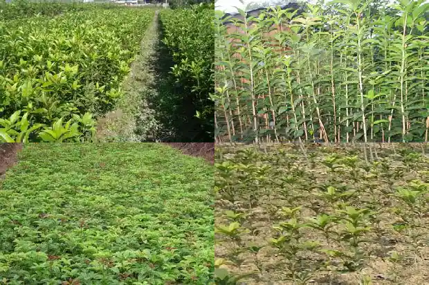 桂花树会不会结果子呢1681957363277