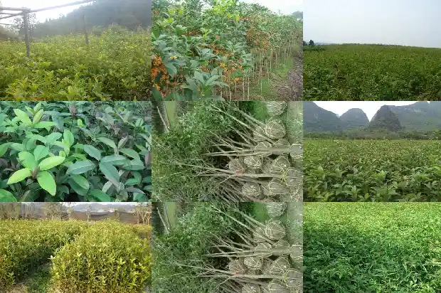 哪种桂花树会结果实呢1681957436565