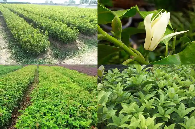 会结果的桂花树值钱吗1681957464754