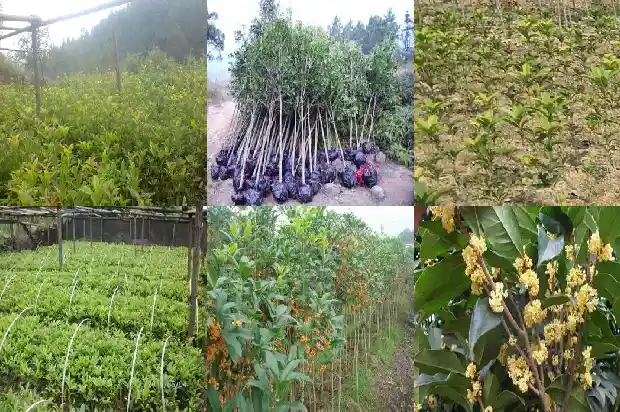 会结果的桂花树值钱吗1681957464850