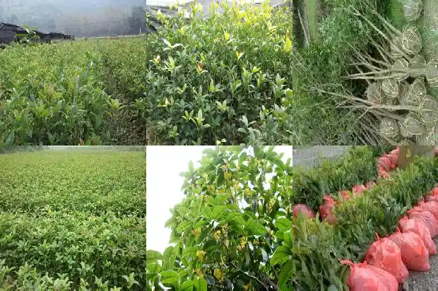 桂花树会结果子吗?果能吃吗1681957496269