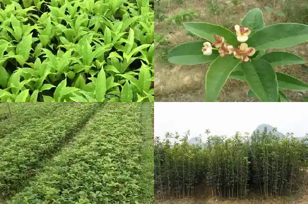 桂花树会结果子吗?果能吃吗1681957496316