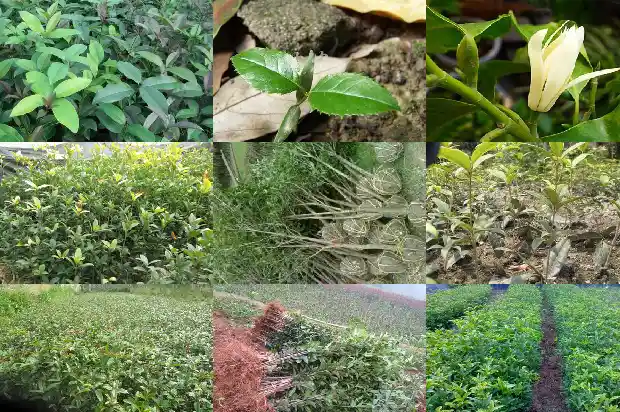 桂花树会结果子吗?果能吃吗1681957496363