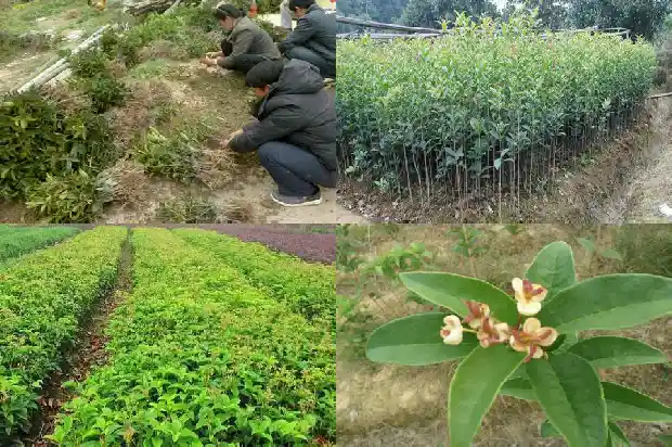 为什么有的桂花树不结果子吗1681957525747