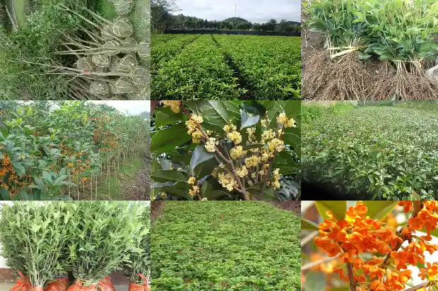 为什么有的桂花树不结果子吗1681957525889