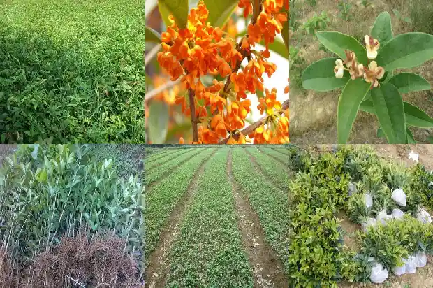 桂花树结果了会开花吗1681957608565
