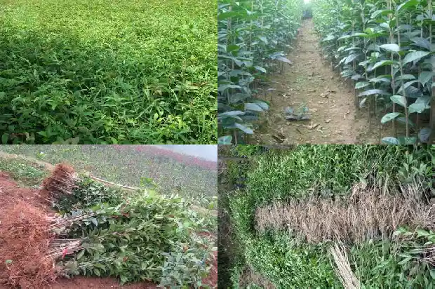 桂花树结果了会开花吗1681957608613
