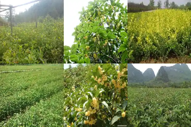 桂花树结果了会开花吗1681957608707