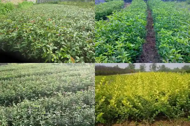 木樨花和桂花的区别1681957695695