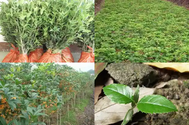 桂花树会结果吗能吃吗有毒吗1681957727845