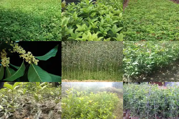 桂花树结果可以吃吗?1681957752739