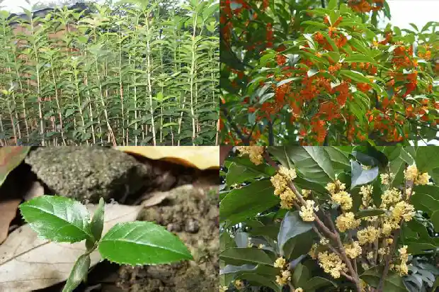桂花树结的果实能栽种么吗1681957805924