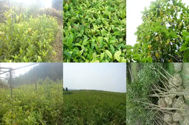 成都桂花树基地价格1690763362292