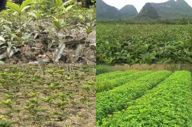 桂花树果实的用途1681957945573