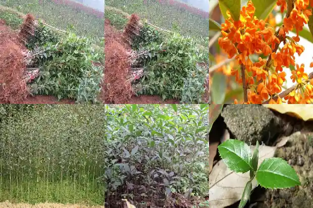 桂花树果实的用途1681957945620