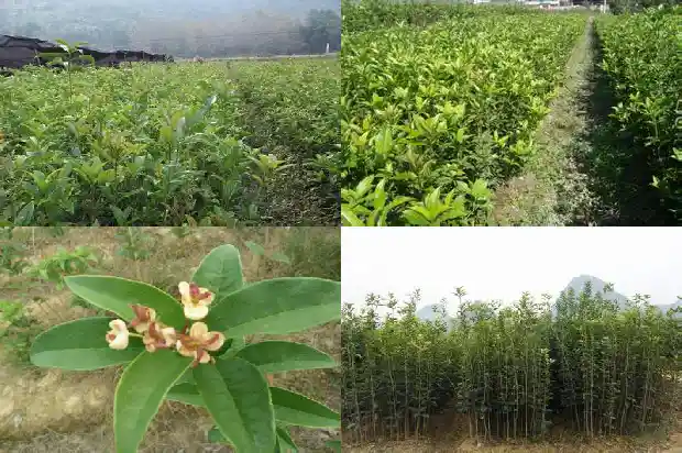 桂花树的果实要怎么种才好1681958013280