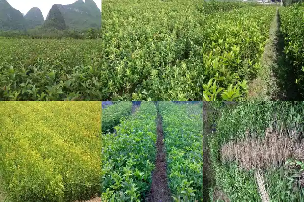 家里院子里可以栽桂花树吗1681958138282