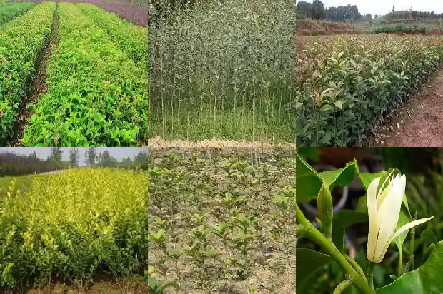 自家院子里能种桂花树吗1681958163930