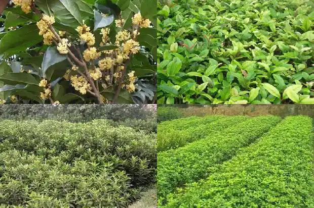 自家院子里能种桂花树吗1681958163978