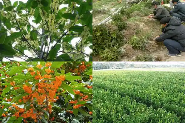 为什么家里庭院不能种桂花树木1681958193910