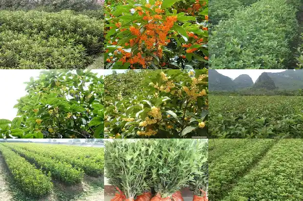 关于桂花飘香的说说1688793173801
