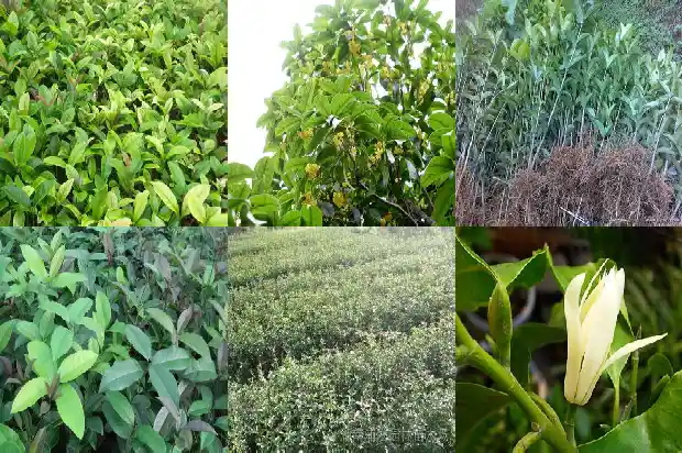 家院里可以栽桂花树吗风水1681958223673