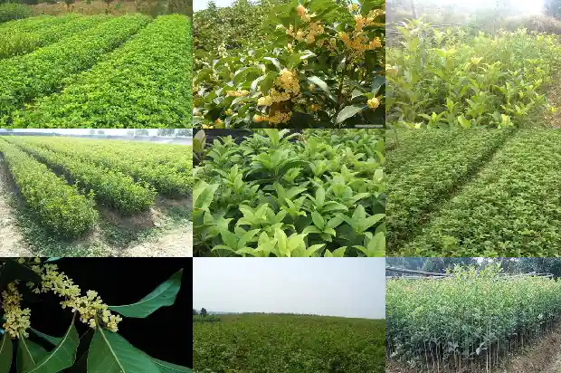 桂花树多少钱一棵12公分的树1690331448663