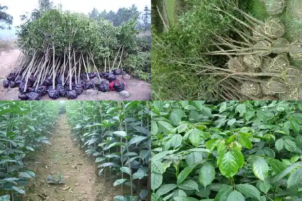 自家院里可以种桂花树吗1681958260096
