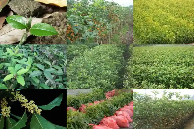 自家院里可以种桂花树吗1681958260143