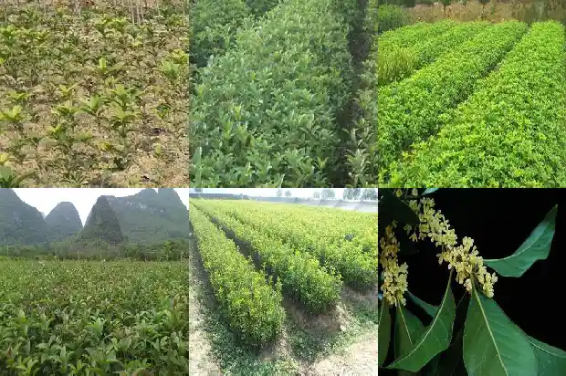 自家院里可以种桂花树吗1681958260191