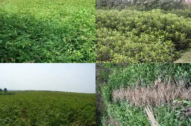 桂花树可不可以种在院子里1681958320441