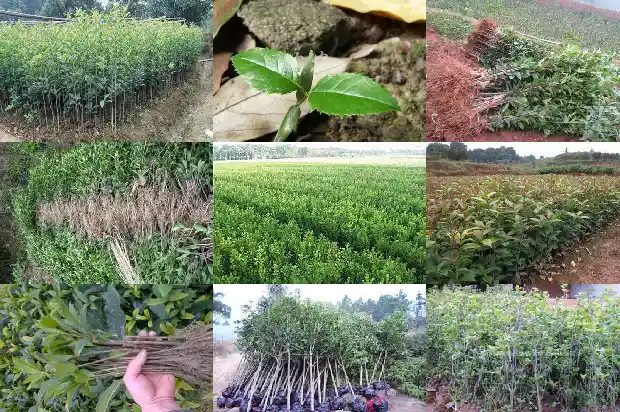 桂花果泡水的功效与作用1689121635059