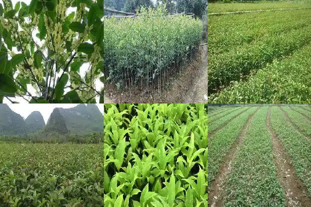 家里可不可以栽桂花树1681958496876